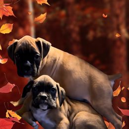 Boxer Puppies from Precious Paws Boxer puppies in WA