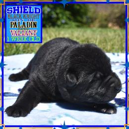 Shield the Black Knight - Black male German Shepherd puppy in Murrieta, California from Diamond Oaks German Shepherds