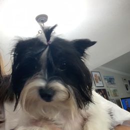 Presley - Yorkshire Terrier