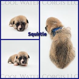 Squirtle - Red male Pembroke Welsh Corgi puppy in Kiowa, Colorado from Cool Water Corgis LLC