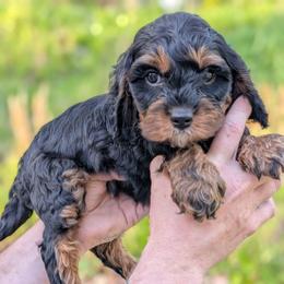 Peter - Black and tan male Cavapoo puppy in Coshocton, Ohio from Forever Family Puppies