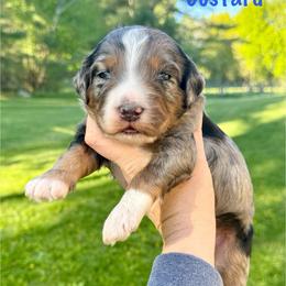 Custard - Merle male Bernedoodle puppy in Midland, Michigan from Northern Charm Farm