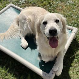 Quigley - Light golden male Golden Retriever puppy in Willis, Texas from Lakemist Retrievers