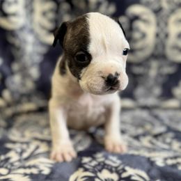 Brindle Male - Black brindle male American Pit Bull Terrier puppy in Nine Mile Falls, Washington from Bartin Kennels