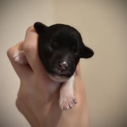 Black and White Hairless Girl 2 - Black and white female Chinese Crested puppy in Tomball, Texas from Gracieux Chinese Cresteds