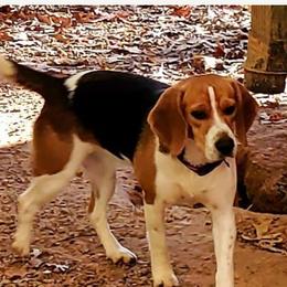 Bree - Beagle