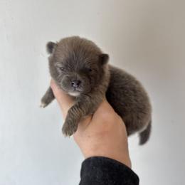 Audi - Blue male Pomeranian puppy in Inola, Oklahoma from My Bella’s Pomeranians