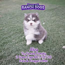 Aliza - Blue female Pomsky puppy in Humeston, Iowa from M.A.R. Dogs