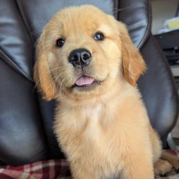 Red Girl- Howdy - Golden female Golden Retriever puppy in Troy, Texas from R&R Goldens