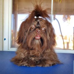 Prince - Shih Tzu