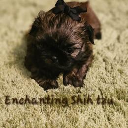AKC,  Wookie - Red male Shih Tzu puppy in Dexter, Kentucky from Enchanting Shih tzu