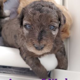 Aussiedoodle and Bernedoodle Puppies from Color Country Doodles