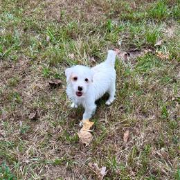 Conrad AKC - Parti male Yorkshire Terrier puppy in Nesbit, Mississippi from Bluff City Yorkies