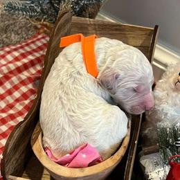 Goldendoodle Puppies from Hani's family