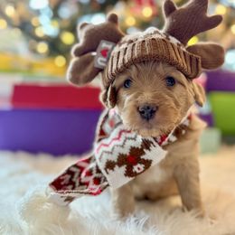 Fat Tony - Red Bernedoodle puppy in Washougal, Washington from Sandy Creek Bernedoodles