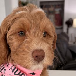 Australian Labradoodles and Labradoodles from Shelly Lynn
