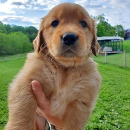 Golden Retriever Puppies from Emma's Golden Puppers