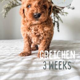 Gretchen - Red  female Goldendoodle puppy in Jacksonville, Florida from First Coast Goldendoodles