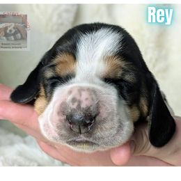 Rey - Black white and tan female Basset Hound puppy in Scottsdale, Arizona from Floppy Eared Friends Bassett Hounds