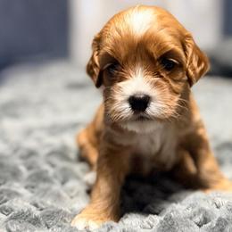 Scrappy-Doo - Red and white female Cockapoo puppy in Connersville, Indiana from MoonShine Babies