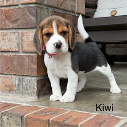Kiwi - Black tan and white female Beagle puppy in Mansfield, Missouri from Rippee Creek Kennel