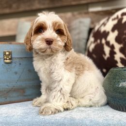 Pied Piper - Caramel ice female Australian Labradoodle puppy in Knoxville, Tennessee from GWagz