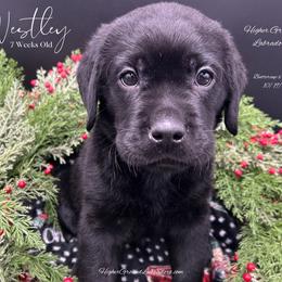 Daffy - Black male Labrador Retriever puppy in Eaton Rapids, Michigan from Higher Ground Labradors