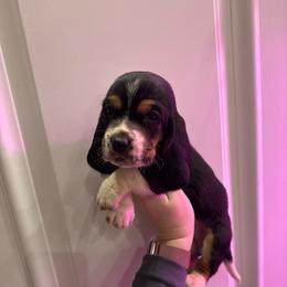 Harry Potter - Black white and brown male Basset Hound puppy in Leroy, Michigan from Iron Sentry Farms