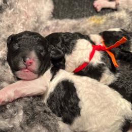 Pink - Parti female Poodle puppy in Wilkes Barre, Pennsylvania from Apricity Poodles