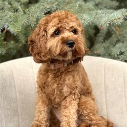 Pippy for Guardian Program - Red female Cavapoo puppy in Mona, Utah from Hearts Full of Puppies