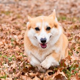 Rosie - Pembroke Welsh Corgi