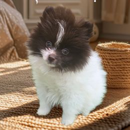 Caramel - Chocolate parti male Pomeranian puppy in Texas from Ruby's Poms