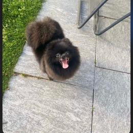 Kiera - Pomeranian