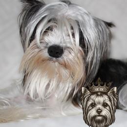 Yorkshire Terriers from Alina's Royal Yorkies