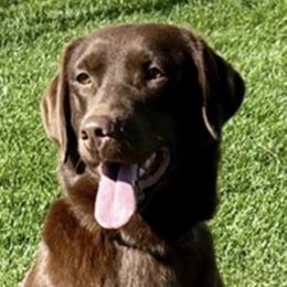 Ricki - Labrador Retriever