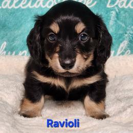 Ravioli - Black and cream male Dachshund puppy in Mount Sherman, Kentucky from Kaleidoscope Dachshunds and Whippets