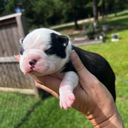 Matilda - Black and white female Boston Terrier puppy in Cochran, Georgia from Sweet Georgia Boston’s
