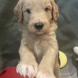 Bernedoodle and Goldendoodle Puppies from Colorado Springs Doodles