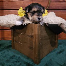 Maltese and Morkie Puppies from PBJ Farms