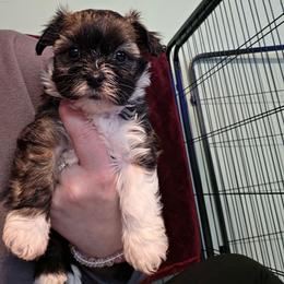 Iris Reduced - female Yorkipoo puppy in West Enfield, Maine from GRIFFEY'S SPA AND KENNEL