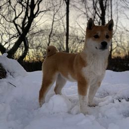 Ruby - Shiba Inu puppy from Happy Tails Shiba Inus