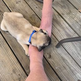 Pug Puppies from Pugs R 4 U in KY