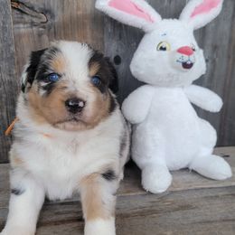 Blue merle girl 3 - Australian Shepherd puppy in Grants Pass, Oregon from Kehlani Kai Aussies