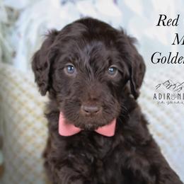 Red collar - Chocolate male Goldendoodle puppy in Plattsburgh, New York from Adirondack Poodles Goldendoodles,Bernedoodles & Schnoodles