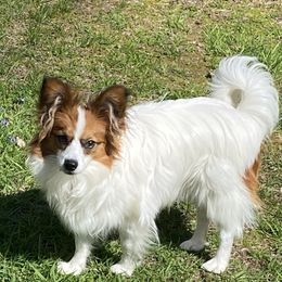 Meeko - Papillon