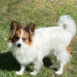 Meeko - Papillon