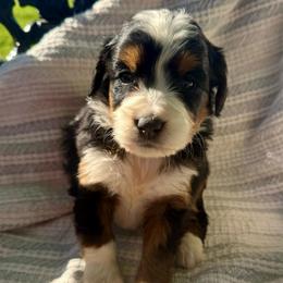 Sophie Girl 5 - Tri-color female Bernedoodle puppy in Russiaville, Indiana from Pleasant Creek Minibernedoodles