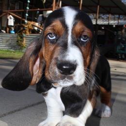 Cousin Eddie - Black brown and white male Basset Hound puppy in Jacksboro, Texas from Basset Hounds of Jacksboro, Tx