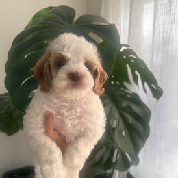 Female 3 - Buff and white female Cockapoo puppy in Sacramento County, California from Sac-Town Poodles and Doodles