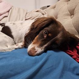 Ruby - Dachshund